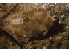 Photo of C-O Sole - Pleuronichthys coenosus
